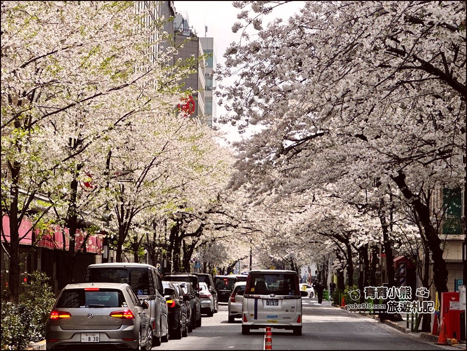 東京日本橋櫻花》住東京車站唐草飯店想賞櫻下樓就看的到，櫻花搭配市區街景好迷人 @青青小熊＊旅遊札記