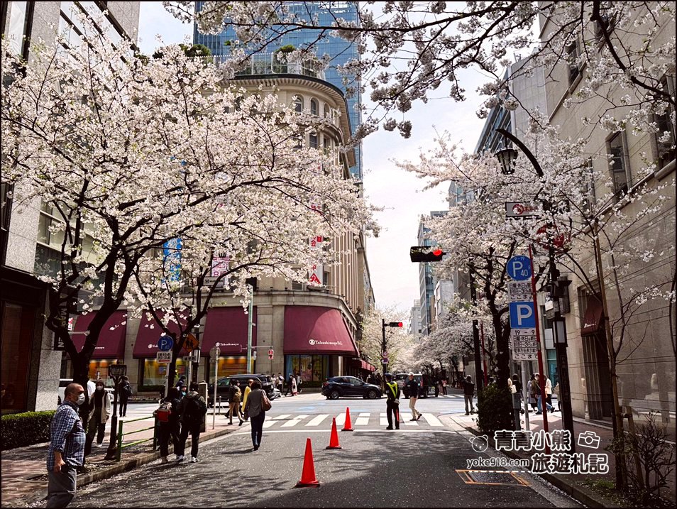 東京日本橋櫻花》住東京車站唐草飯店想賞櫻下樓就看的到，櫻花搭配市區街景好迷人 @青青小熊＊旅遊札記