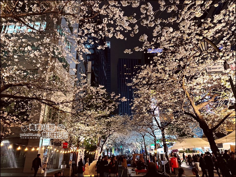 東京日本橋櫻花》住東京車站唐草飯店想賞櫻下樓就看的到，櫻花搭配市區街景好迷人 @青青小熊＊旅遊札記