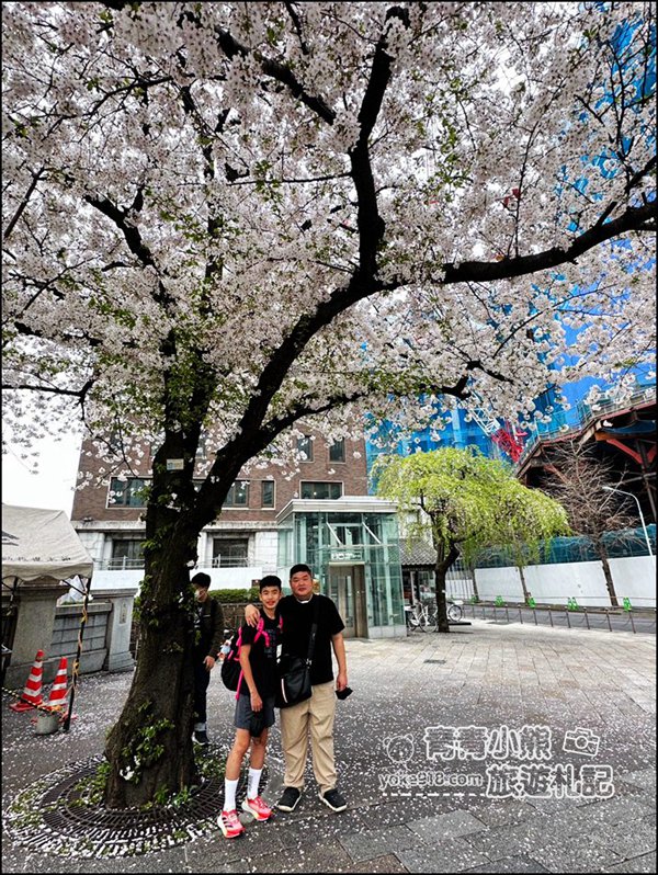 東京日本橋櫻花》住東京車站唐草飯店想賞櫻下樓就看的到，櫻花搭配市區街景好迷人 @青青小熊＊旅遊札記