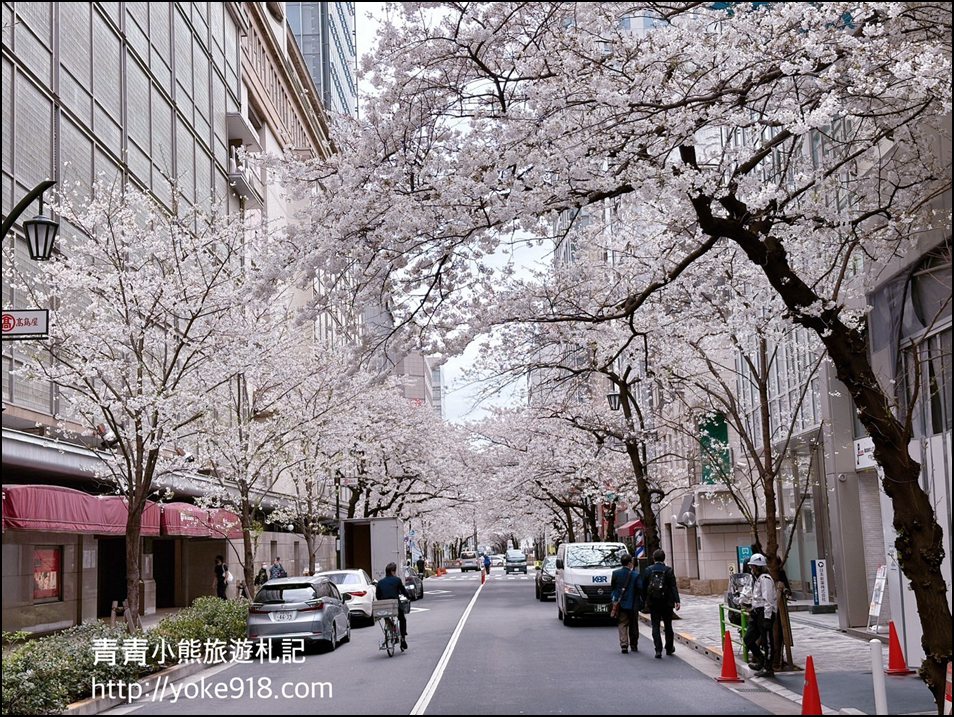 東京日本橋櫻花》住東京車站唐草飯店想賞櫻下樓就看的到，櫻花搭配市區街景好迷人 @青青小熊＊旅遊札記