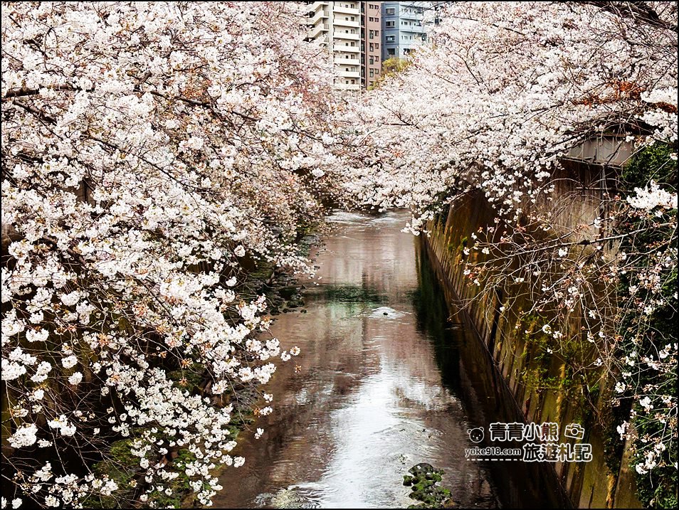 東京賞櫻景點推薦》神田川面影橋櫻花，完美避開人潮，兩岸櫻花輕鬆散步賞花去 @青青小熊＊旅遊札記