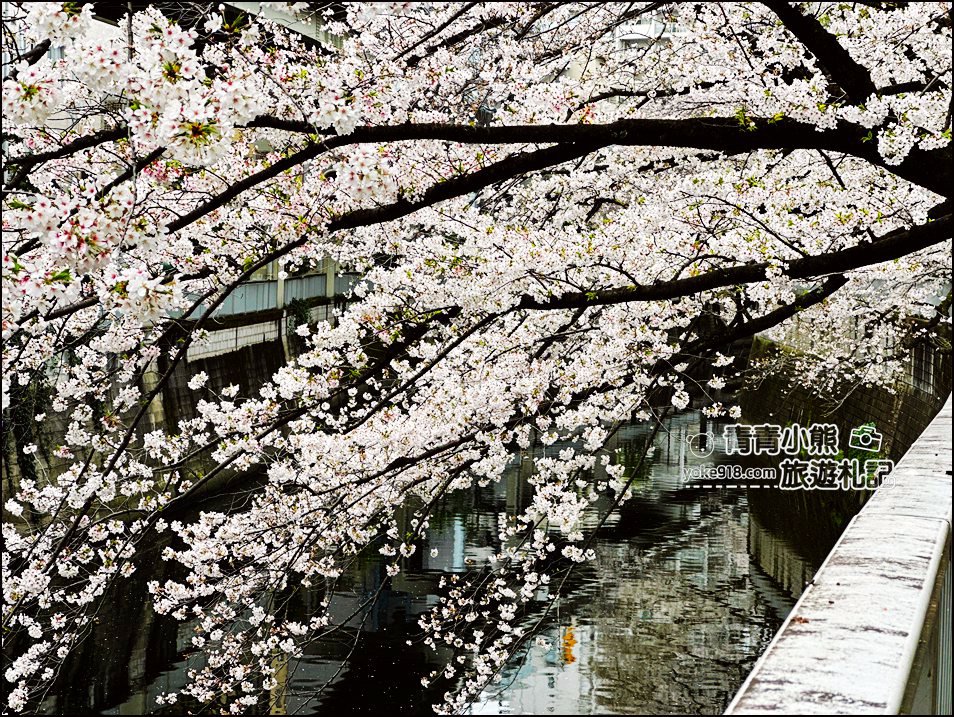 東京賞櫻景點推薦》神田川面影橋櫻花,完美避開人潮,兩岸櫻花輕鬆散步賞花去 @青青小熊*旅遊札記 東京賞櫻景點推薦》神田川面影橋櫻花,完美避開人潮,兩岸櫻花輕鬆散步賞花去 @青青小熊*旅遊札記