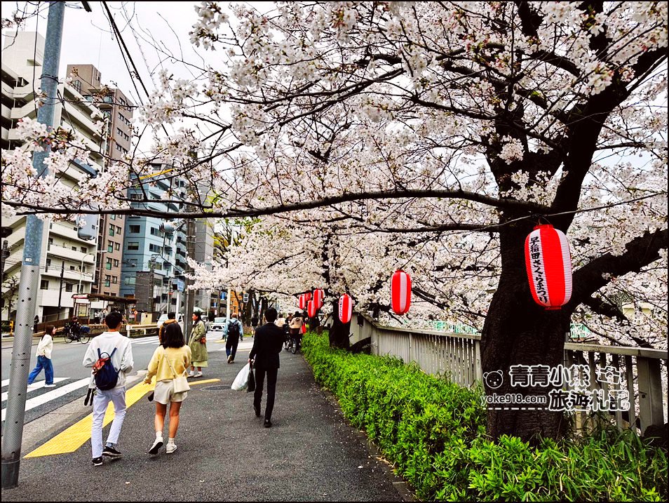 東京賞櫻景點推薦》神田川面影橋櫻花,完美避開人潮,兩岸櫻花輕鬆散步賞花去 @青青小熊*旅遊札記 東京賞櫻景點推薦》神田川面影橋櫻花,完美避開人潮,兩岸櫻花輕鬆散步賞花去 @青青小熊*旅遊札記