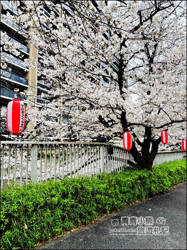 東京賞櫻景點推薦》神田川面影橋櫻花,完美避開人潮,兩岸櫻花輕鬆散步賞花去 @青青小熊*旅遊札記 東京賞櫻景點推薦》神田川面影橋櫻花,完美避開人潮,兩岸櫻花輕鬆散步賞花去 @青青小熊*旅遊札記