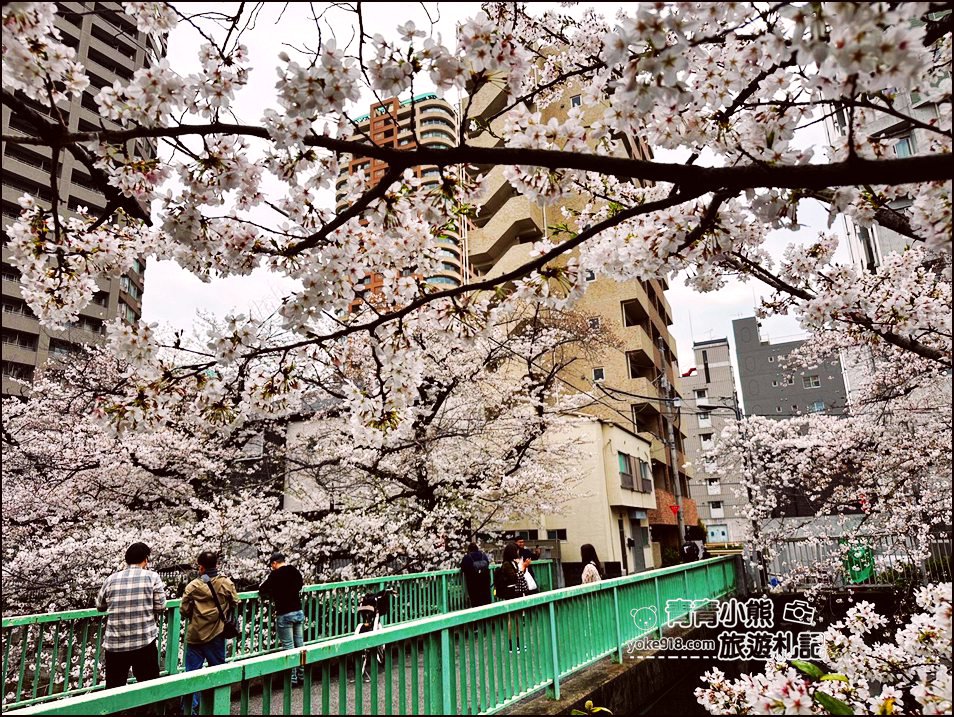 東京賞櫻景點推薦》神田川面影橋櫻花,完美避開人潮,兩岸櫻花輕鬆散步賞花去 @青青小熊*旅遊札記 東京賞櫻景點推薦》神田川面影橋櫻花,完美避開人潮,兩岸櫻花輕鬆散步賞花去 @青青小熊*旅遊札記
