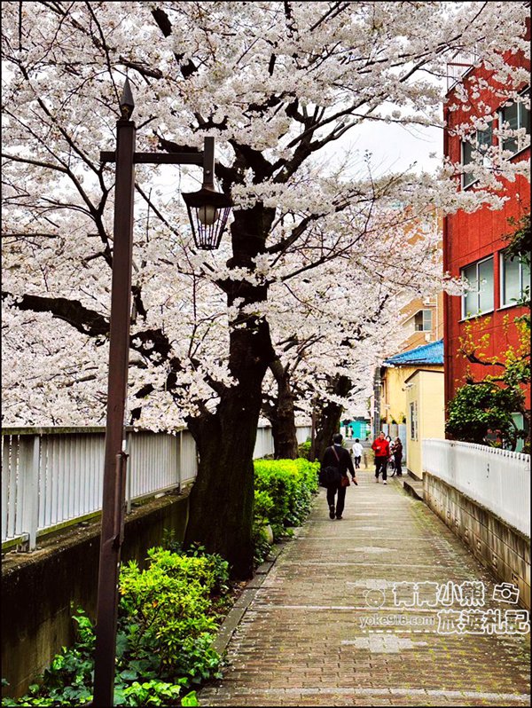 東京賞櫻景點推薦》神田川面影橋櫻花，完美避開人潮，兩岸櫻花輕鬆散步賞花去 @青青小熊＊旅遊札記