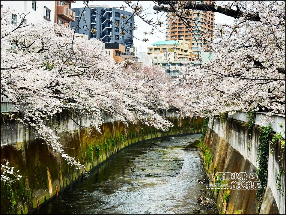 東京賞櫻景點推薦》神田川面影橋櫻花,完美避開人潮,兩岸櫻花輕鬆散步賞花去 @青青小熊*旅遊札記 東京賞櫻景點推薦》神田川面影橋櫻花,完美避開人潮,兩岸櫻花輕鬆散步賞花去 @青青小熊*旅遊札記