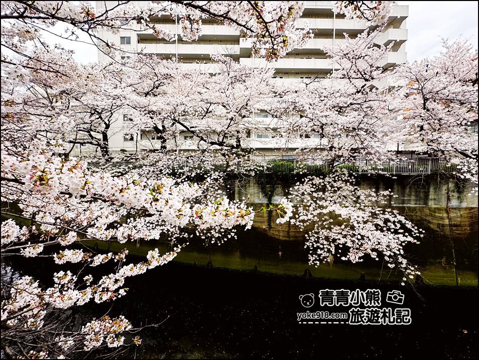 東京賞櫻景點推薦》神田川面影橋櫻花，完美避開人潮，兩岸櫻花輕鬆散步賞花去 @青青小熊＊旅遊札記