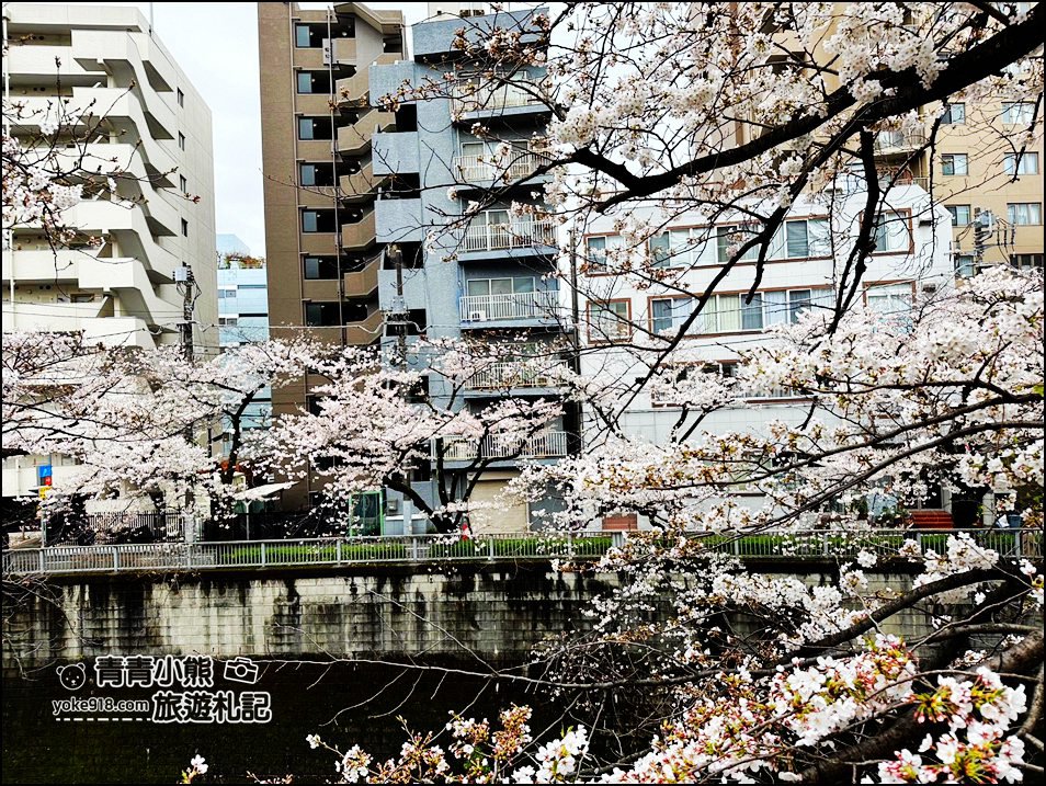 東京賞櫻景點推薦》神田川面影橋櫻花,完美避開人潮,兩岸櫻花輕鬆散步賞花去 @青青小熊*旅遊札記 東京賞櫻景點推薦》神田川面影橋櫻花,完美避開人潮,兩岸櫻花輕鬆散步賞花去 @青青小熊*旅遊札記