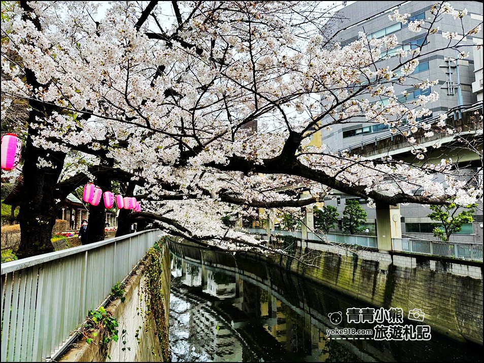 東京賞櫻景點推薦》神田川面影橋櫻花，完美避開人潮，兩岸櫻花輕鬆散步賞花去 @青青小熊＊旅遊札記