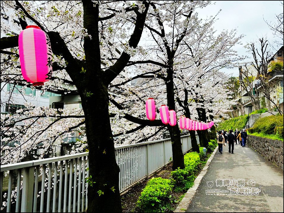 東京賞櫻景點推薦》神田川面影橋櫻花,完美避開人潮,兩岸櫻花輕鬆散步賞花去 @青青小熊*旅遊札記 東京賞櫻景點推薦》神田川面影橋櫻花,完美避開人潮,兩岸櫻花輕鬆散步賞花去 @青青小熊*旅遊札記