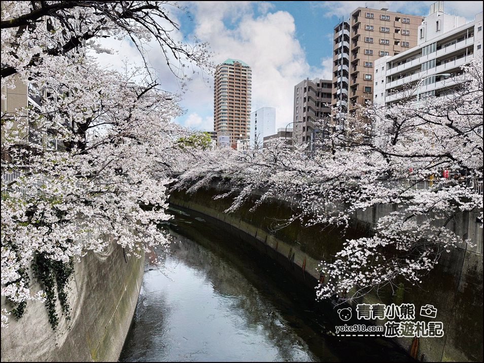 東京賞櫻景點推薦》神田川面影橋櫻花,完美避開人潮,兩岸櫻花輕鬆散步賞花去 @青青小熊*旅遊札記 東京賞櫻景點推薦》神田川面影橋櫻花,完美避開人潮,兩岸櫻花輕鬆散步賞花去 @青青小熊*旅遊札記