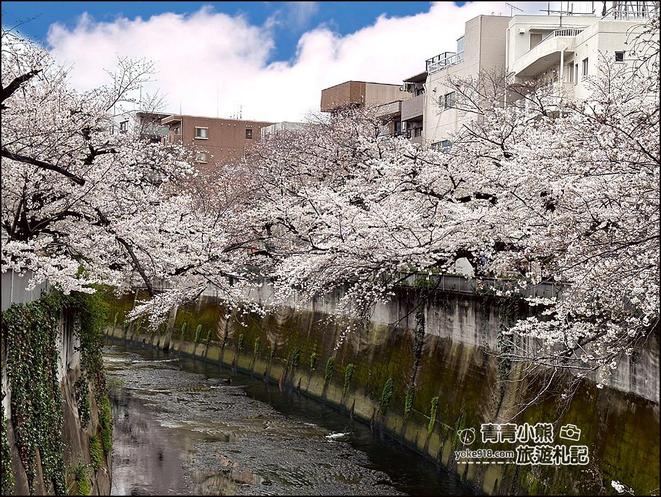 東京賞櫻景點推薦》神田川面影橋櫻花,完美避開人潮,兩岸櫻花輕鬆散步賞花去 @青青小熊*旅遊札記 東京賞櫻景點推薦》神田川面影橋櫻花,完美避開人潮,兩岸櫻花輕鬆散步賞花去 @青青小熊*旅遊札記