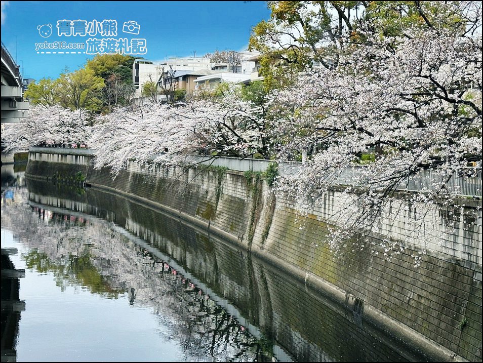 東京賞櫻景點推薦》神田川面影橋櫻花,完美避開人潮,兩岸櫻花輕鬆散步賞花去 @青青小熊*旅遊札記 東京賞櫻景點推薦》神田川面影橋櫻花,完美避開人潮,兩岸櫻花輕鬆散步賞花去 @青青小熊*旅遊札記