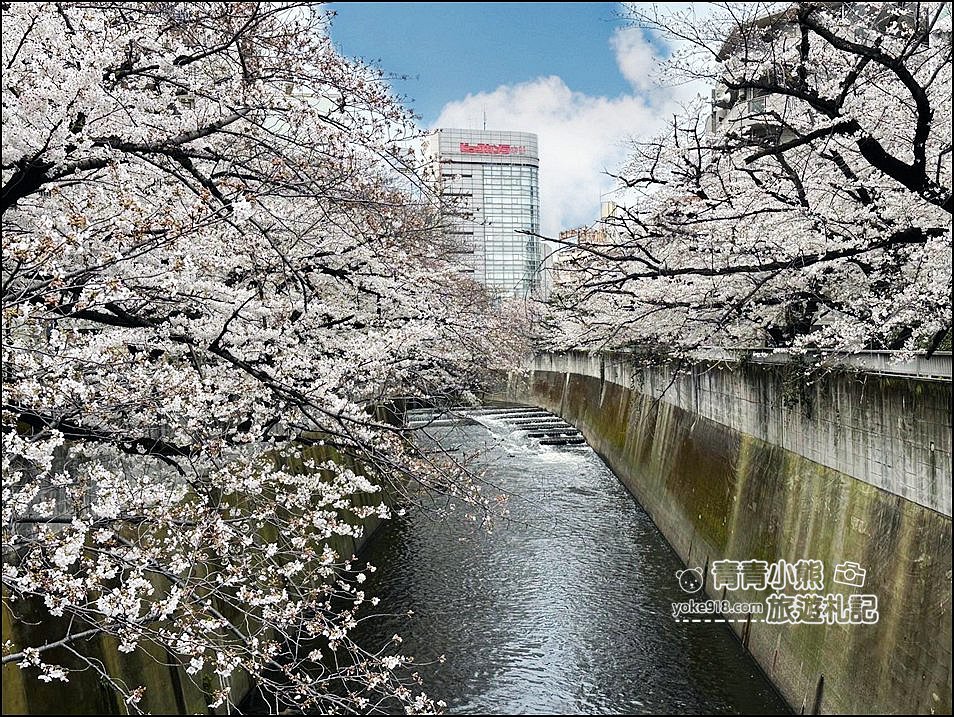 東京賞櫻景點推薦》神田川面影橋櫻花，完美避開人潮，兩岸櫻花輕鬆散步賞花去 @青青小熊＊旅遊札記