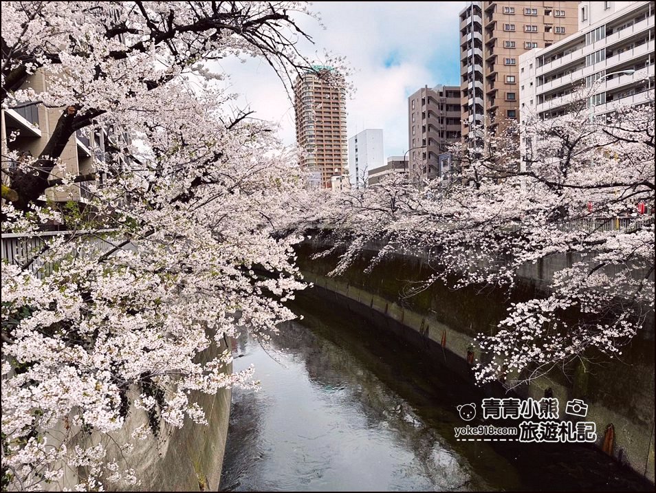 東京賞櫻景點推薦》神田川面影橋櫻花,完美避開人潮,兩岸櫻花輕鬆散步賞花去 @青青小熊*旅遊札記 東京賞櫻景點推薦》神田川面影橋櫻花,完美避開人潮,兩岸櫻花輕鬆散步賞花去 @青青小熊*旅遊札記