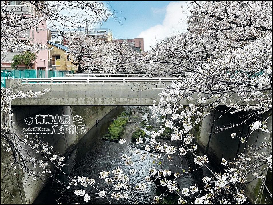 東京賞櫻景點推薦》神田川面影橋櫻花,完美避開人潮,兩岸櫻花輕鬆散步賞花去 @青青小熊*旅遊札記 東京賞櫻景點推薦》神田川面影橋櫻花,完美避開人潮,兩岸櫻花輕鬆散步賞花去 @青青小熊*旅遊札記