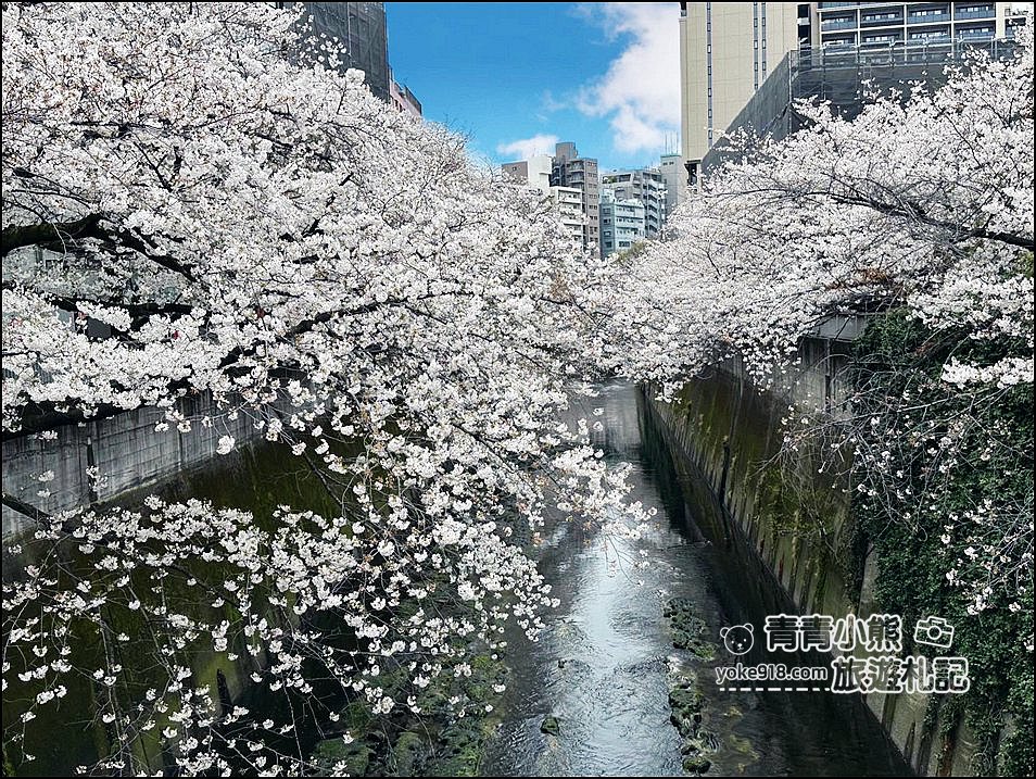 東京賞櫻景點推薦》神田川面影橋櫻花,完美避開人潮,兩岸櫻花輕鬆散步賞花去 @青青小熊*旅遊札記 東京賞櫻景點推薦》神田川面影橋櫻花,完美避開人潮,兩岸櫻花輕鬆散步賞花去 @青青小熊*旅遊札記