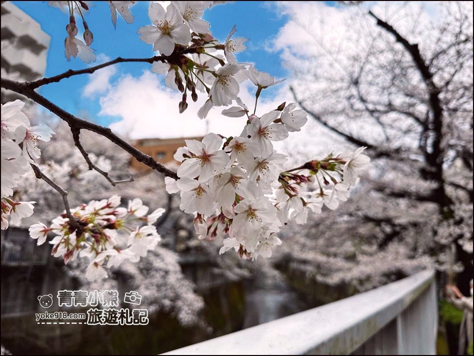 東京賞櫻景點推薦》神田川面影橋櫻花，完美避開人潮，兩岸櫻花輕鬆散步賞花去 @青青小熊＊旅遊札記