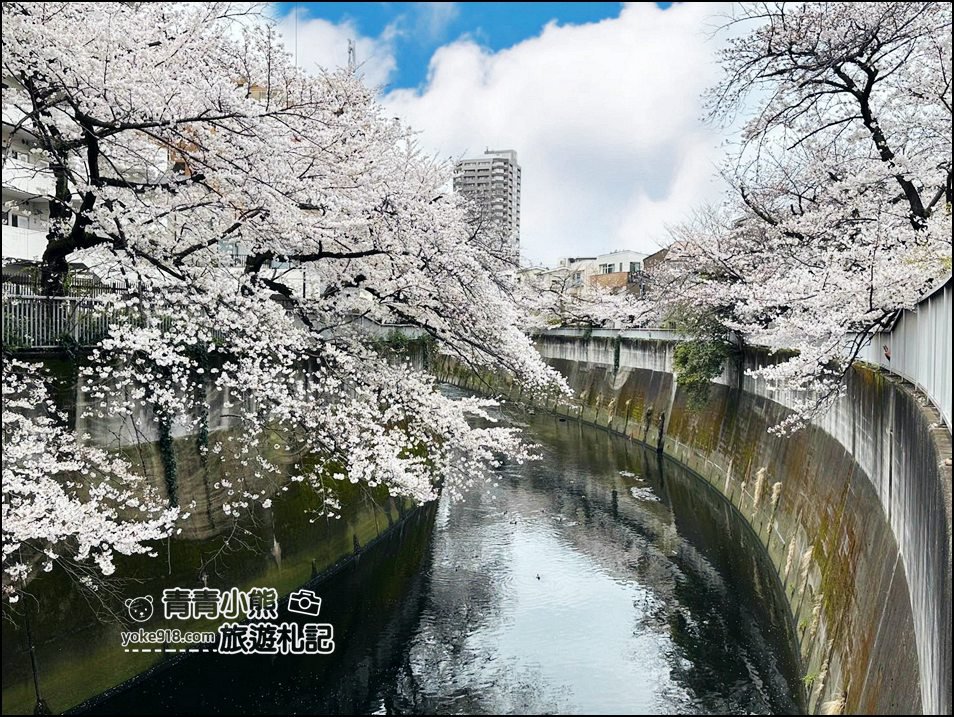 東京賞櫻景點推薦》神田川面影橋櫻花,完美避開人潮,兩岸櫻花輕鬆散步賞花去 @青青小熊*旅遊札記 東京賞櫻景點推薦》神田川面影橋櫻花,完美避開人潮,兩岸櫻花輕鬆散步賞花去 @青青小熊*旅遊札記