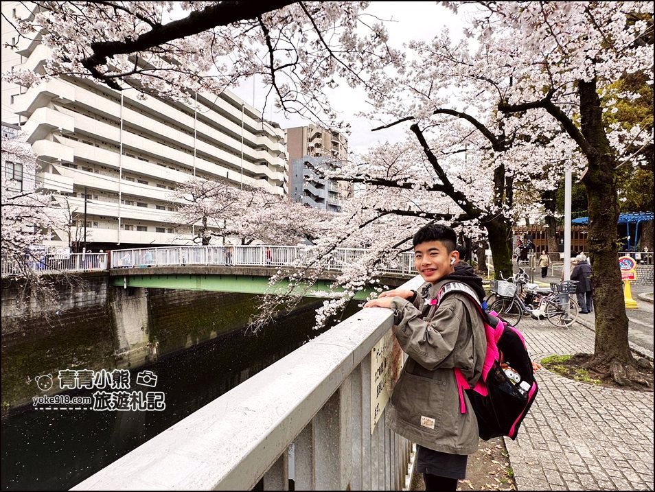東京賞櫻景點推薦》神田川面影橋櫻花,完美避開人潮,兩岸櫻花輕鬆散步賞花去 @青青小熊*旅遊札記 東京賞櫻景點推薦》神田川面影橋櫻花,完美避開人潮,兩岸櫻花輕鬆散步賞花去 @青青小熊*旅遊札記