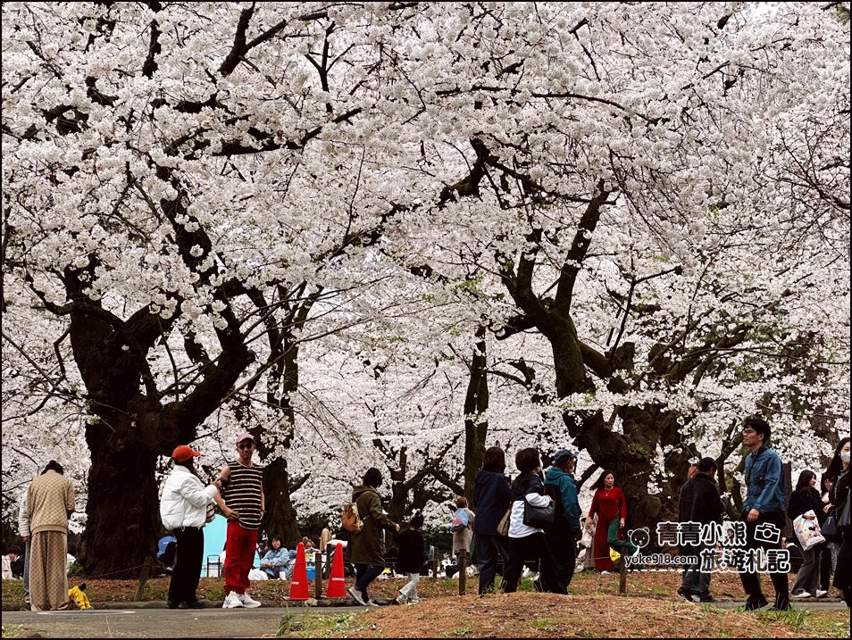 東京賞櫻》日本櫻花名所百選的大宮公園，東京近郊賞櫻景點~舖天蓋地滿開的櫻花樹下野餐 @青青小熊＊旅遊札記