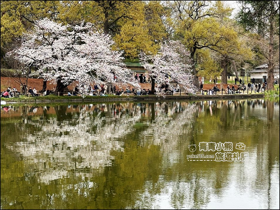 東京賞櫻》日本櫻花名所百選的大宮公園，東京近郊賞櫻景點~舖天蓋地滿開的櫻花樹下野餐 @青青小熊＊旅遊札記