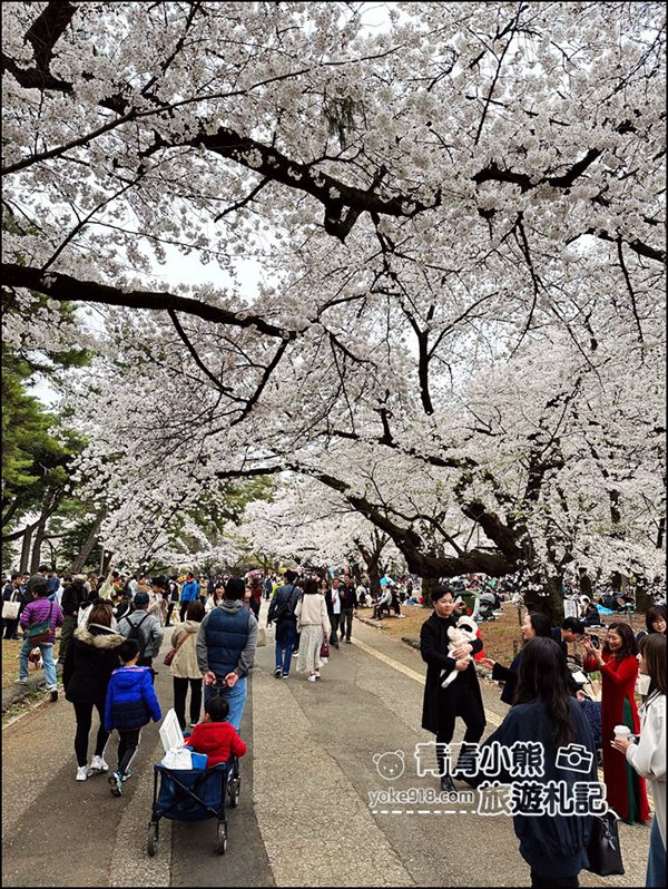 東京賞櫻》日本櫻花名所百選的大宮公園，東京近郊賞櫻景點~舖天蓋地滿開的櫻花樹下野餐 @青青小熊＊旅遊札記