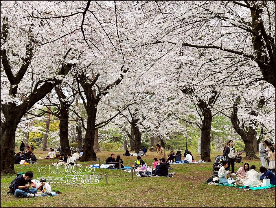 東京賞櫻》日本櫻花名所百選的大宮公園，東京近郊賞櫻景點~舖天蓋地滿開的櫻花樹下野餐 @青青小熊＊旅遊札記
