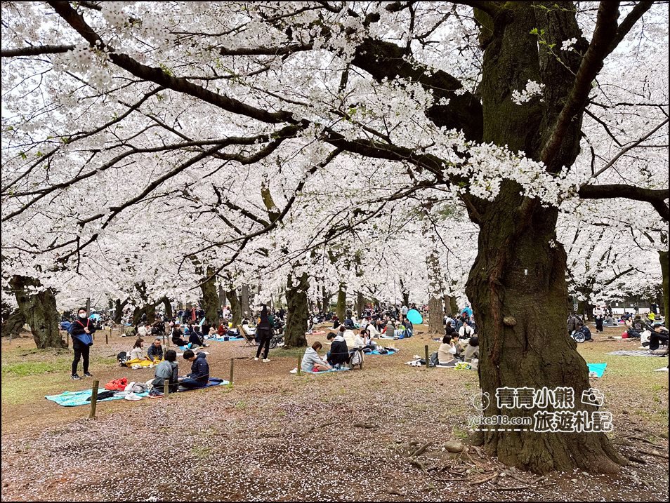 東京賞櫻》日本櫻花名所百選的大宮公園，東京近郊賞櫻景點~舖天蓋地滿開的櫻花樹下野餐 @青青小熊＊旅遊札記