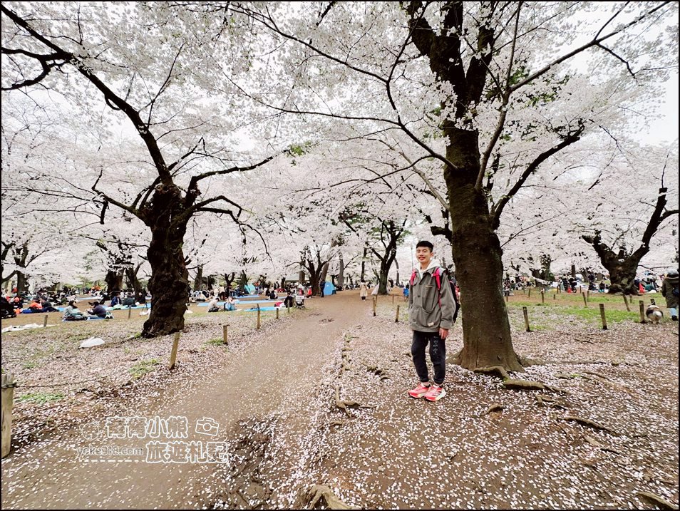 東京賞櫻》日本櫻花名所百選的大宮公園，東京近郊賞櫻景點~舖天蓋地滿開的櫻花樹下野餐 @青青小熊＊旅遊札記