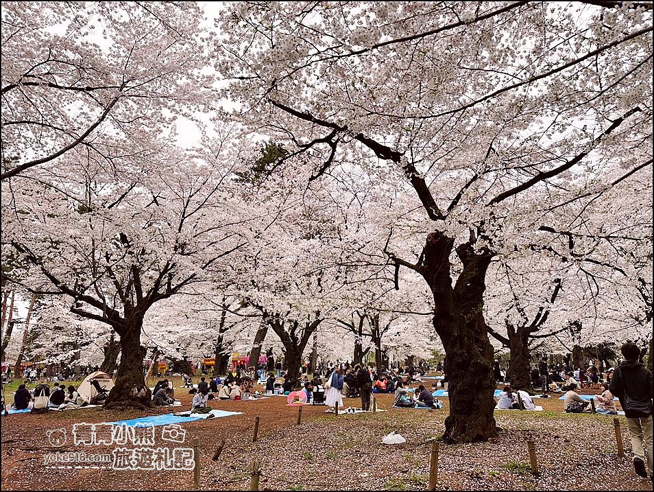 東京賞櫻》日本櫻花名所百選的大宮公園，東京近郊賞櫻景點~舖天蓋地滿開的櫻花樹下野餐 @青青小熊＊旅遊札記