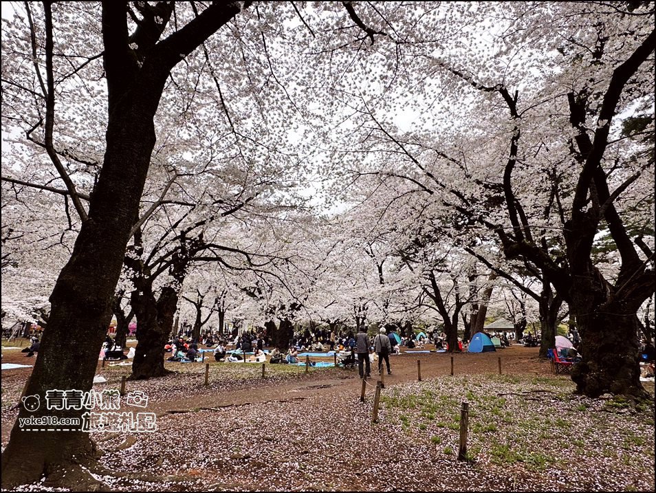 東京賞櫻》日本櫻花名所百選的大宮公園，東京近郊賞櫻景點~舖天蓋地滿開的櫻花樹下野餐 @青青小熊＊旅遊札記