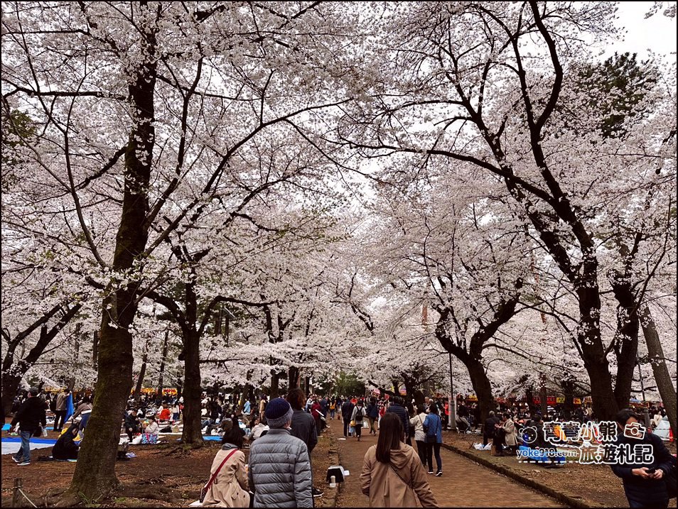 東京賞櫻》日本櫻花名所百選的大宮公園，東京近郊賞櫻景點~舖天蓋地滿開的櫻花樹下野餐 @青青小熊＊旅遊札記