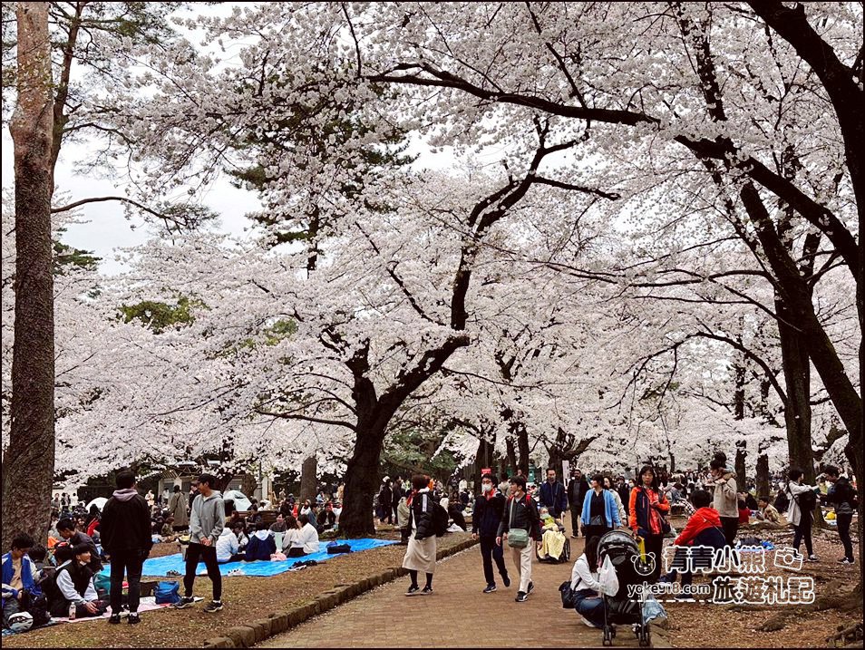 東京賞櫻》日本櫻花名所百選的大宮公園，東京近郊賞櫻景點~舖天蓋地滿開的櫻花樹下野餐 @青青小熊＊旅遊札記