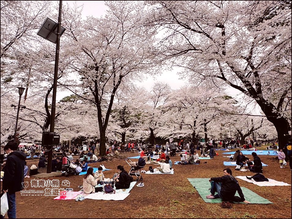東京賞櫻》日本櫻花名所百選的大宮公園，東京近郊賞櫻景點~舖天蓋地滿開的櫻花樹下野餐 @青青小熊＊旅遊札記