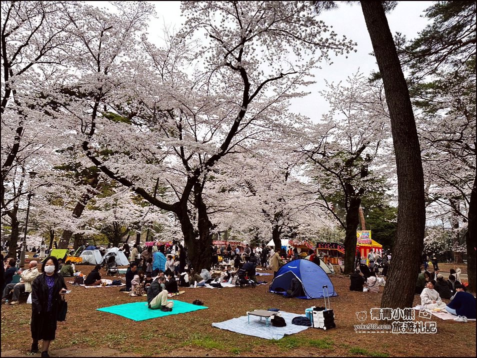東京賞櫻》日本櫻花名所百選的大宮公園，東京近郊賞櫻景點~舖天蓋地滿開的櫻花樹下野餐 @青青小熊＊旅遊札記