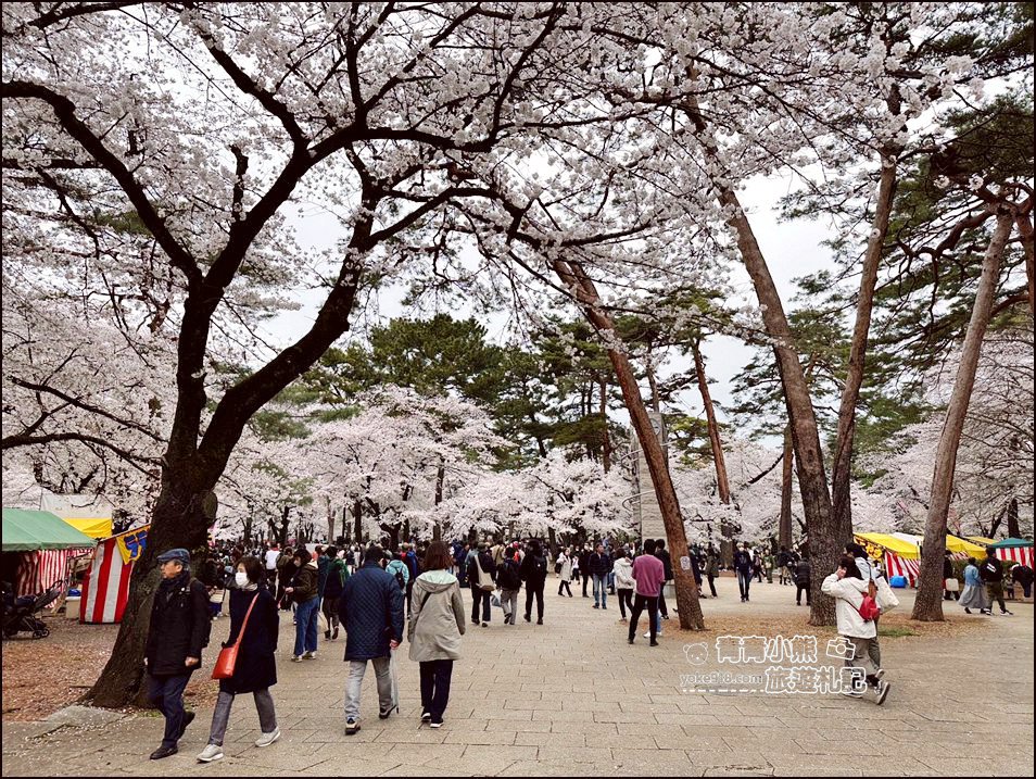 東京賞櫻》日本櫻花名所百選的大宮公園，東京近郊賞櫻景點~舖天蓋地滿開的櫻花樹下野餐 @青青小熊＊旅遊札記