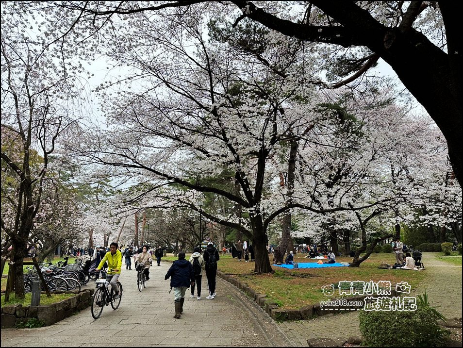 東京賞櫻》日本櫻花名所百選的大宮公園，東京近郊賞櫻景點~舖天蓋地滿開的櫻花樹下野餐 @青青小熊＊旅遊札記
