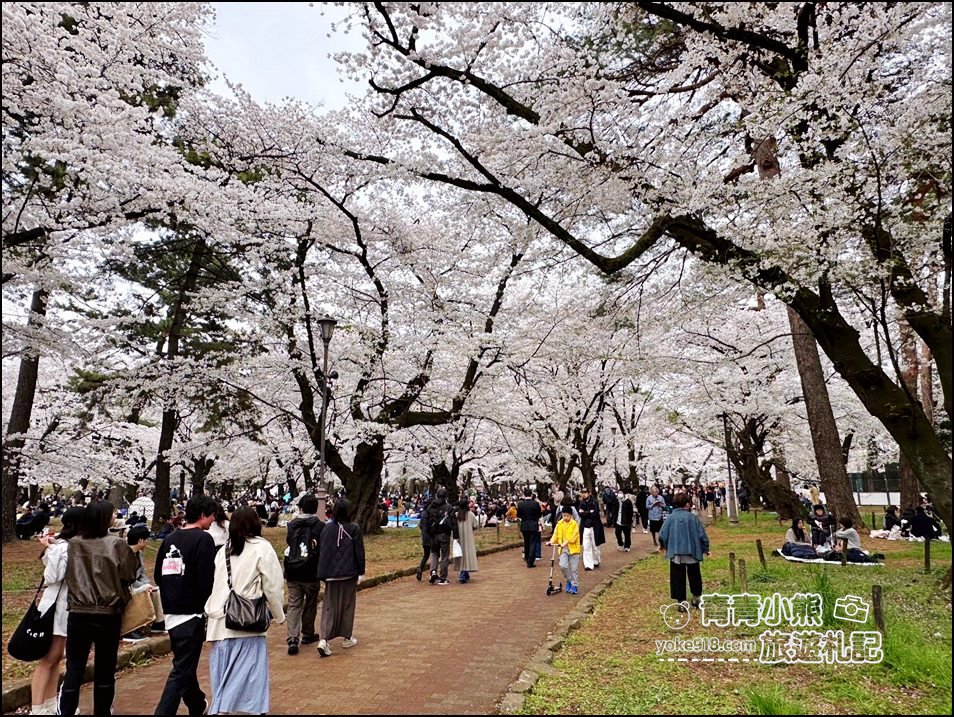 東京賞櫻》日本櫻花名所百選的大宮公園，東京近郊賞櫻景點~舖天蓋地滿開的櫻花樹下野餐 @青青小熊＊旅遊札記