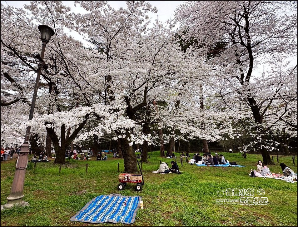 東京賞櫻》日本櫻花名所百選的大宮公園，東京近郊賞櫻景點~舖天蓋地滿開的櫻花樹下野餐 @青青小熊＊旅遊札記