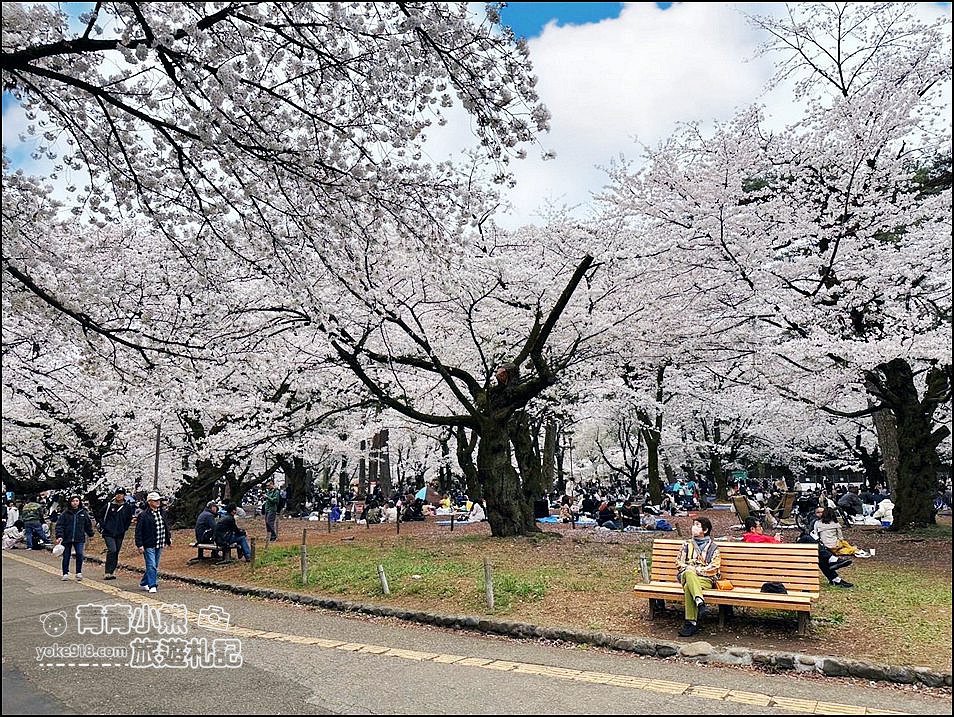 東京賞櫻》日本櫻花名所百選的大宮公園，東京近郊賞櫻景點~舖天蓋地滿開的櫻花樹下野餐 @青青小熊＊旅遊札記