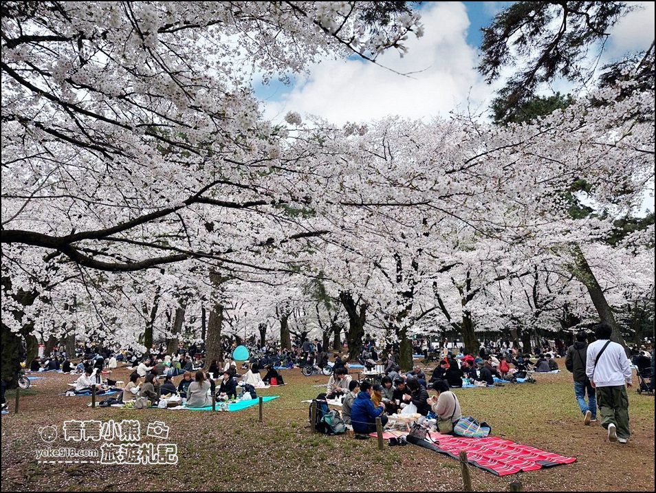 東京賞櫻》日本櫻花名所百選的大宮公園，東京近郊賞櫻景點~舖天蓋地滿開的櫻花樹下野餐 @青青小熊＊旅遊札記
