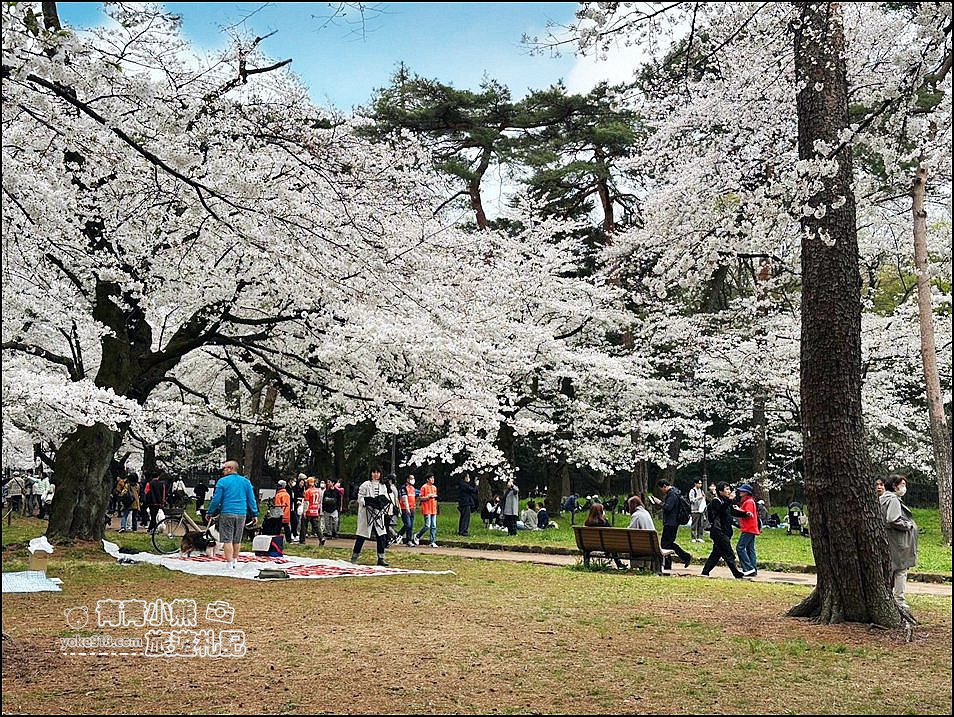 東京賞櫻》日本櫻花名所百選的大宮公園，東京近郊賞櫻景點~舖天蓋地滿開的櫻花樹下野餐 @青青小熊＊旅遊札記