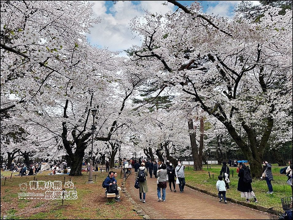 東京賞櫻》日本櫻花名所百選的大宮公園，東京近郊賞櫻景點~舖天蓋地滿開的櫻花樹下野餐 @青青小熊＊旅遊札記