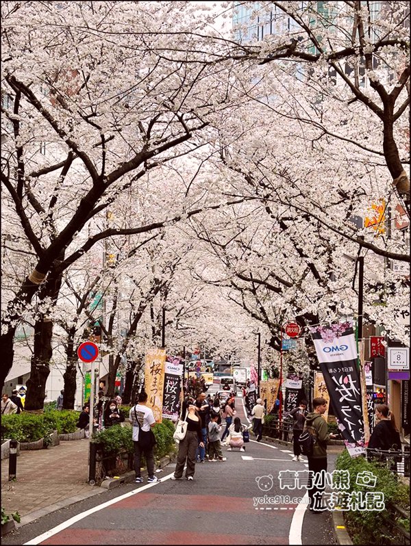 東京澀谷賞櫻景點》櫻丘櫻花坂道,超人氣賞櫻景點~白天夜晚都美麗 @青青小熊*旅遊札記 東京澀谷賞櫻景點》櫻丘櫻花坂道,超人氣賞櫻景點~白天夜晚都美麗 @青青小熊*旅遊札記