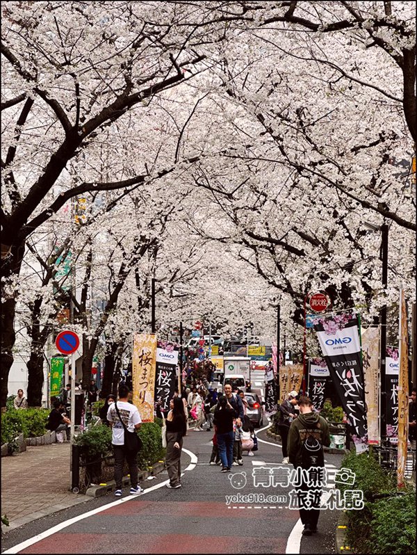 東京澀谷賞櫻景點》櫻丘櫻花坂道，超人氣賞櫻景點~白天夜晚都美麗 @青青小熊＊旅遊札記