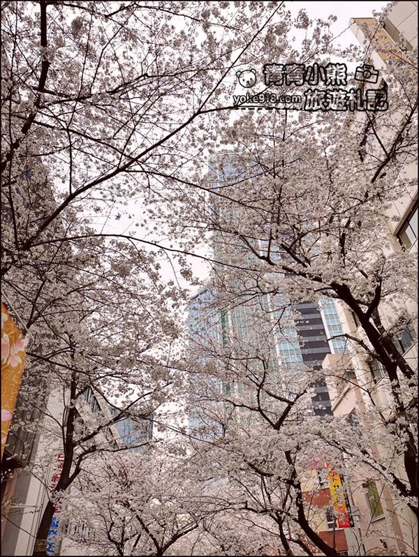 東京澀谷賞櫻景點》櫻丘櫻花坂道,超人氣賞櫻景點~白天夜晚都美麗 @青青小熊*旅遊札記 東京澀谷賞櫻景點》櫻丘櫻花坂道,超人氣賞櫻景點~白天夜晚都美麗 @青青小熊*旅遊札記