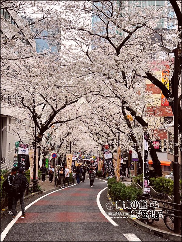 東京澀谷賞櫻景點》櫻丘櫻花坂道,超人氣賞櫻景點~白天夜晚都美麗 @青青小熊*旅遊札記 東京澀谷賞櫻景點》櫻丘櫻花坂道,超人氣賞櫻景點~白天夜晚都美麗 @青青小熊*旅遊札記